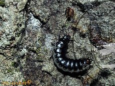 Красотел пахучий 002